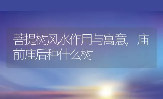 菩提树风水作用与寓意,庙前庙后种什么树 | 养殖学堂