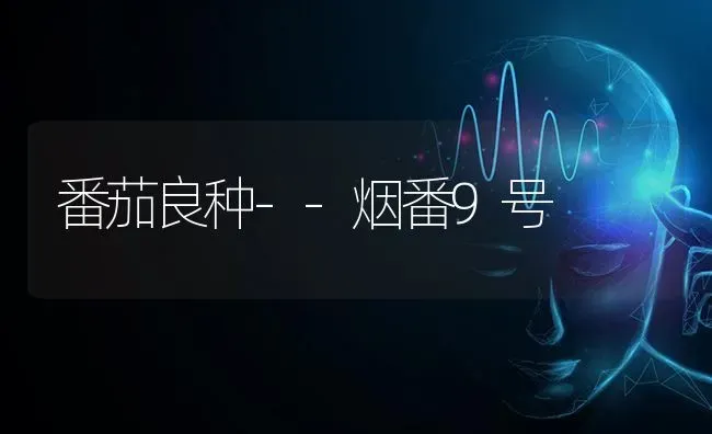 番茄良种--烟番9号 | 养殖知识