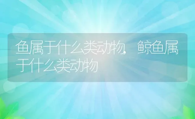 鱼属于什么类动物,鲸鱼属于什么类动物 | 养殖资料