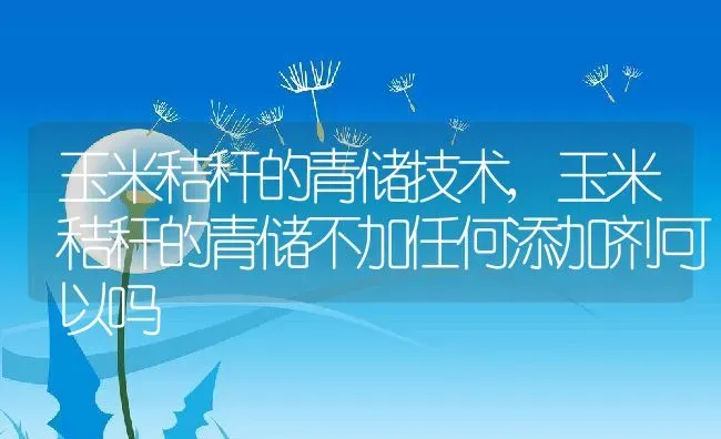 玉米秸秆的青储技术,玉米秸秆的青储不加任何添加剂可以吗 | 养殖学堂