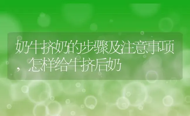 奶牛挤奶的步骤及注意事项,怎样给牛挤后奶 | 养殖学堂