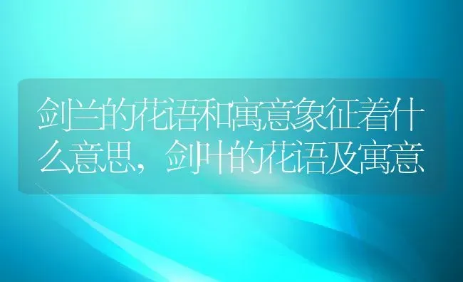 剑兰的花语和寓意象征着什么意思,剑叶的花语及寓意 | 养殖科普