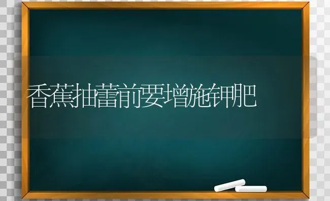 香蕉抽蕾前要增施钾肥 | 养殖知识