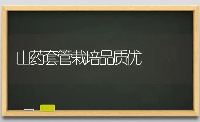 山药套管栽培品质优 | 养殖知识