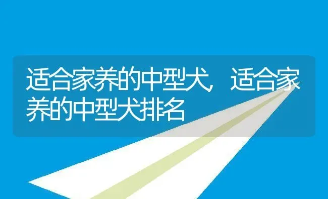 适合家养的中型犬,适合家养的中型犬排名 | 养殖资料