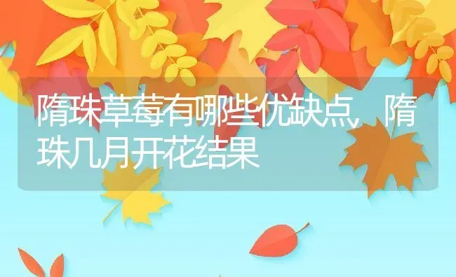 隋珠草莓有哪些优缺点,隋珠几月开花结果 | 养殖学堂