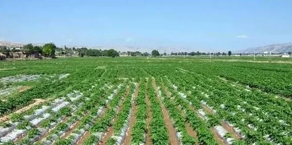 南方地区马铃薯覆膜栽培技术 | 农广天地