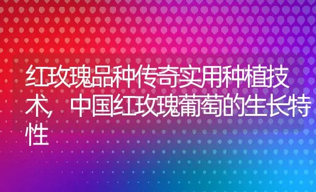 红玫瑰品种传奇实用种植技术,中国红玫瑰葡萄的生长特性 | 养殖学堂