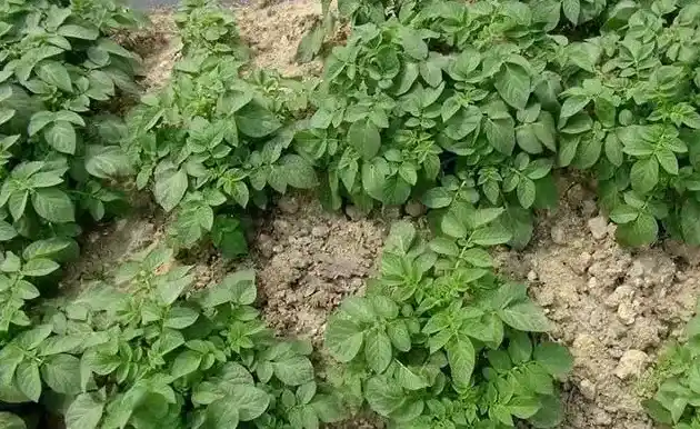 白兰花施什么肥料最好,白兰花最怕什么？