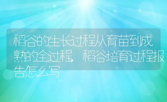 稻谷的生长过程从育苗到成熟的全过程,稻谷培育过程报告怎么写 | 养殖学堂