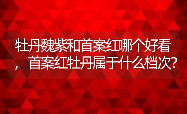 牡丹魏紫和首案红哪个好看,首案红牡丹属于什么档次？ | 养殖学堂