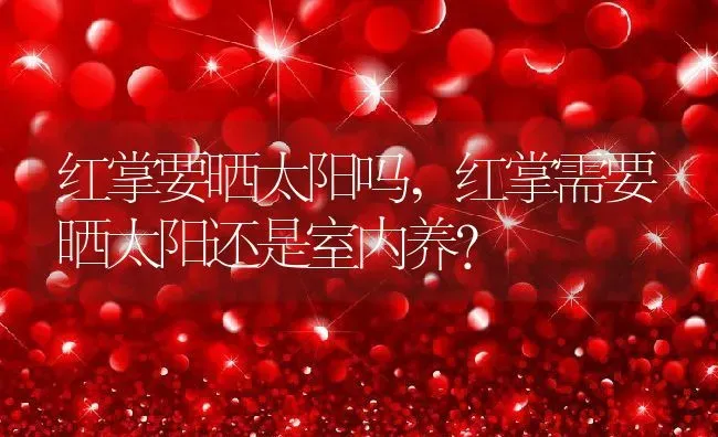 红掌要晒太阳吗,红掌需要晒太阳还是室内养？ | 养殖科普