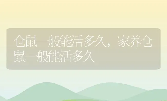 仓鼠一般能活多久,家养仓鼠一般能活多久 | 养殖科普