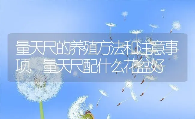 量天尺的养殖方法和注意事项,量天尺配什么花盆好 | 养殖学堂