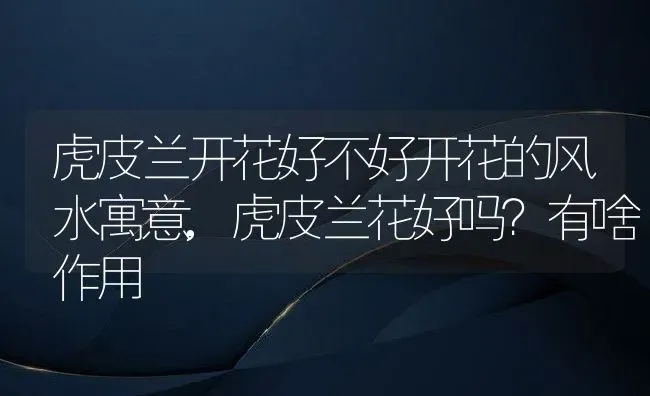 虎皮兰开花好不好开花的风水寓意,虎皮兰花好吗？有啥作用 | 养殖学堂