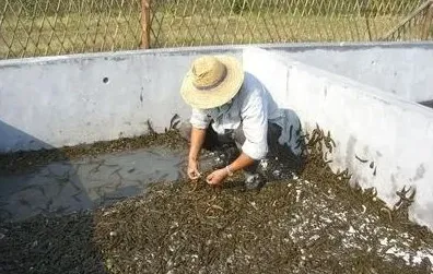 水蛭养殖基地的建造 | 常识大全