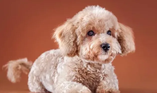 泰迪幼犬喂养注意事项