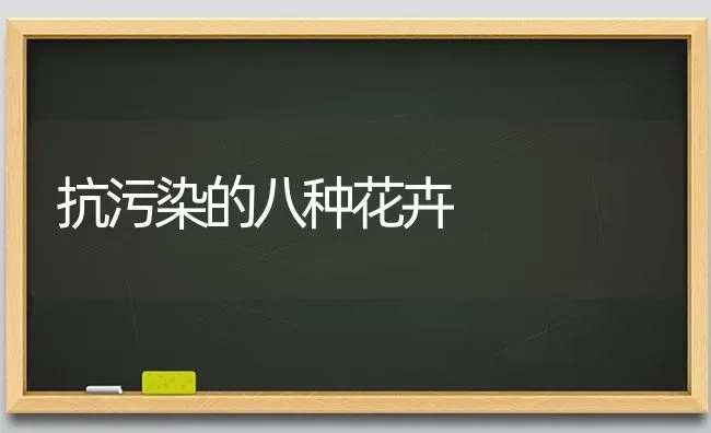 抗污染的八种花卉 | 养殖技术大全