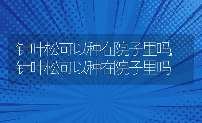 针叶松可以种在院子里吗,针叶松可以种在院子里吗 | 养殖科普