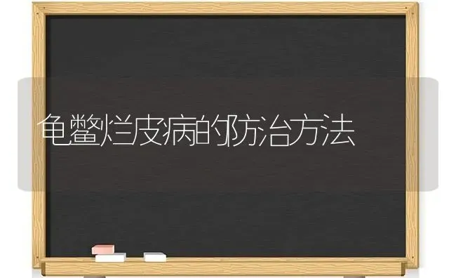 龟鳖烂皮病的防治方法 | 养殖技术大全