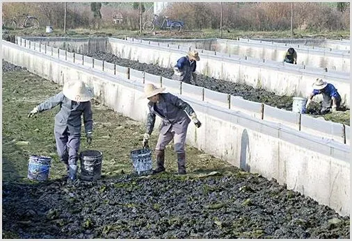 水蛭养殖基地的建造 | 常识大全