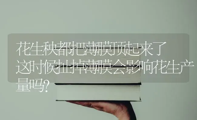 花生秧都把薄膜顶起来了 这时候扯掉薄膜会影响花生产量吗? | 养殖技术大全