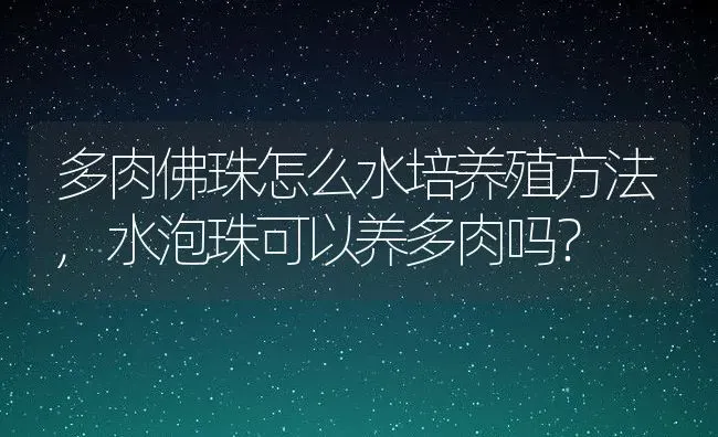 多肉佛珠怎么水培养殖方法,水泡珠可以养多肉吗？ | 养殖科普