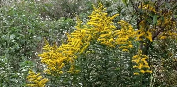 一枝黄花别名 | 实用知识