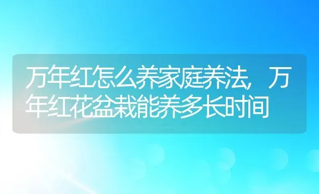 万年红怎么养家庭养法,万年红花盆栽能养多长时间 | 养殖学堂