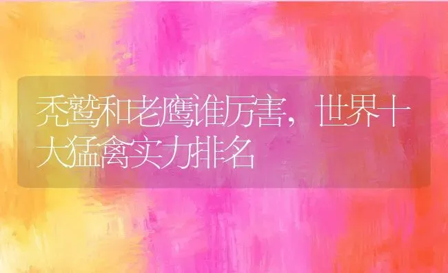 秃鹫和老鹰谁厉害,世界十大猛禽实力排名 | 养殖学堂