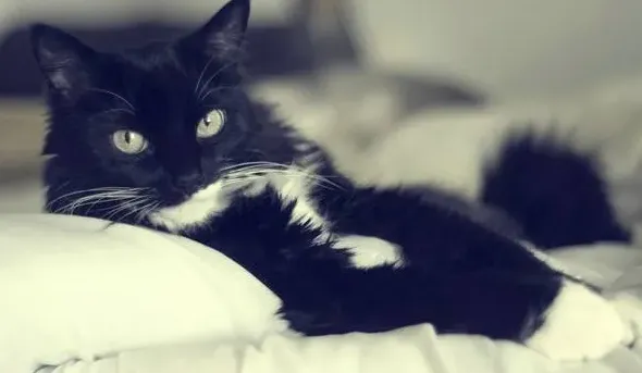 猫吐了白色黏液或泡沫吃什么药,猫崽吐白泡应给什么药它吃？