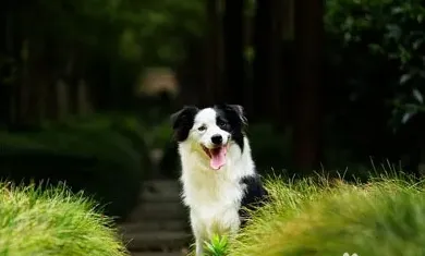 边牧训练方法及口令,边牧幼崽训练的详细方法？