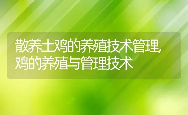 散养土鸡的养殖技术管理,鸡的养殖与管理技术 | 养殖学堂