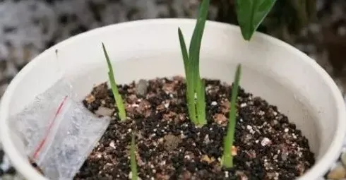 香雪兰开完花后怎么处理,香雪兰开完花结了个大疙瘩？