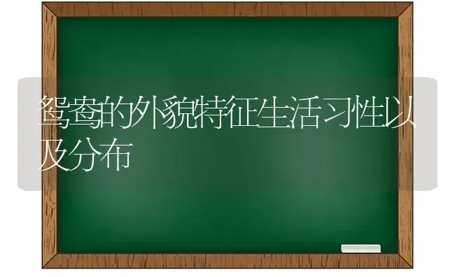 鸳鸯的外貌特征生活习性以及分布 | 养殖知识