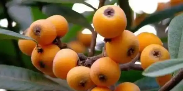 提高枇杷树移栽存活率的方法 | 常识大全