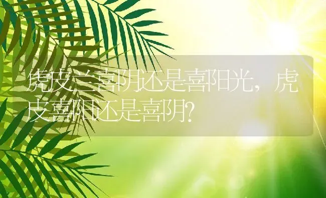 虎皮兰喜阴还是喜阳光,虎皮喜阳还是喜阴？ | 养殖学堂