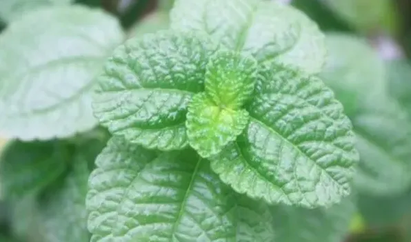 吸毒草开花吗 | 生活妙招