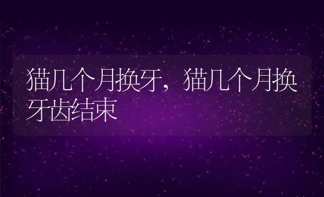 猫几个月换牙,猫几个月换牙齿结束 | 养殖科普