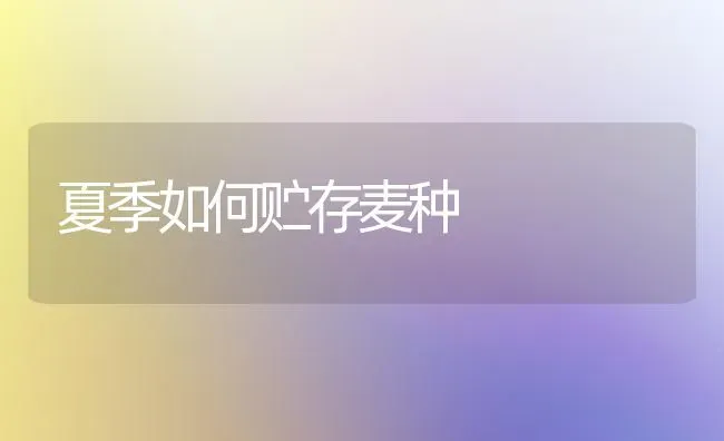 夏季如何贮存麦种 | 养殖技术大全