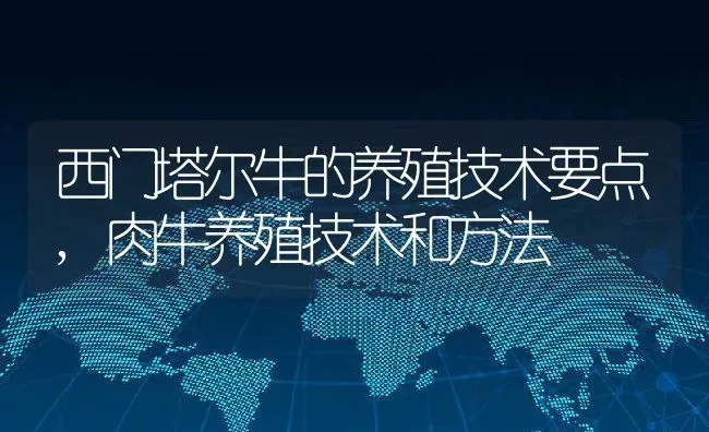 西门塔尔牛的养殖技术要点,肉牛养殖技术和方法 | 养殖学堂