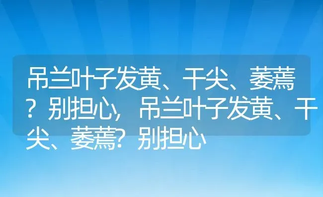 吊兰叶子发黄、干尖、萎蔫?别担心,吊兰叶子发黄、干尖、萎蔫?别担心 | 养殖科普