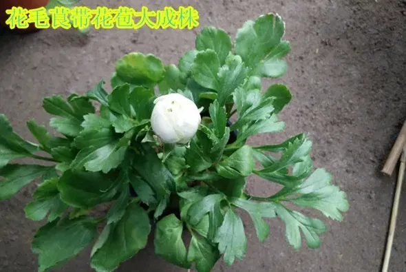 芹叶牡丹什么时候种植最好,芹叶牡丹用什么盆栽？