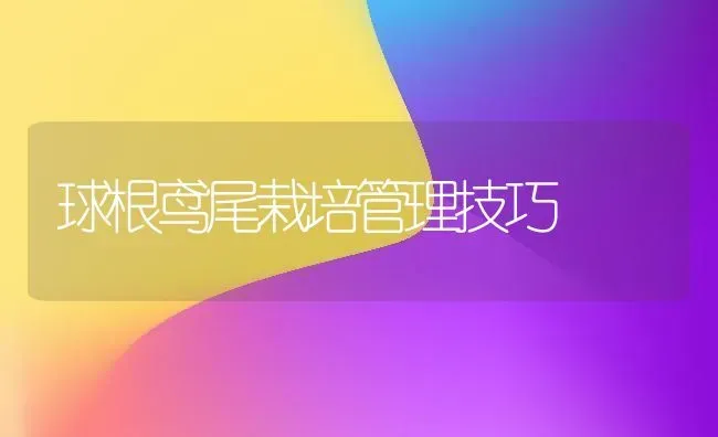 球根鸢尾栽培管理技巧 | 养殖知识