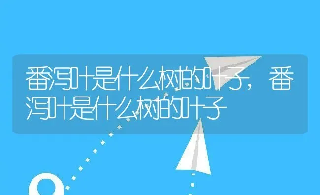 番泻叶是什么树的叶子,番泻叶是什么树的叶子 | 养殖科普