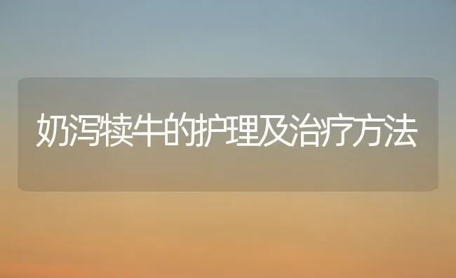 奶泻犊牛的护理及治疗方法 | 养殖知识