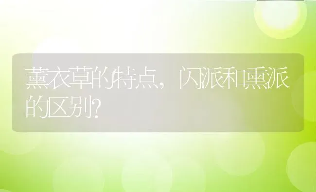 薰衣草的特点,闪派和熏派的区别？ | 养殖科普