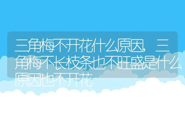 三角梅不开花什么原因,三角梅不长枝条也不旺盛是什么原因也不开花 | 养殖学堂