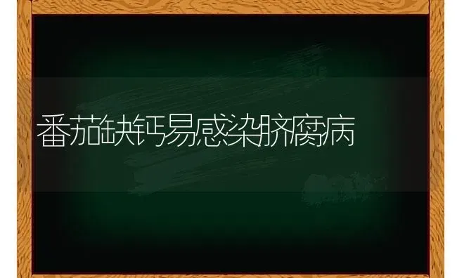 番茄缺钙易感染脐腐病 | 养殖技术大全