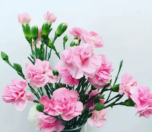 康乃馨代表什么花语,康乃馨的花语是什么？